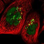 POLR1D Antibody in Immunocytochemistry (ICC/IF)