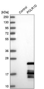 POLR1D Antibody in Western Blot (WB)