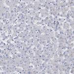 BBS4 Antibody in Immunohistochemistry (Paraffin) (IHC (P))