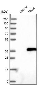 MIOX Antibody in Western Blot (WB)