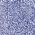 AMER2 Antibody in Immunohistochemistry (Paraffin) (IHC (P))