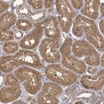 USP50 Antibody in Immunohistochemistry (Paraffin) (IHC (P))