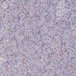 RAPSN Antibody in Immunohistochemistry (Paraffin) (IHC (P))