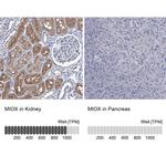 MIOX Antibody in Immunohistochemistry (IHC)