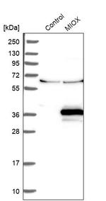 MIOX Antibody in Western Blot (WB)