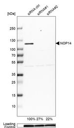 NOP14 Antibody