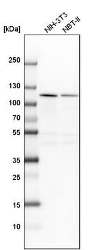 NOP14 Antibody in Western Blot (WB)