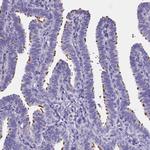 SPEF2 Antibody in Immunohistochemistry (Paraffin) (IHC (P))