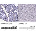 SPEF2 Antibody in Immunohistochemistry (IHC)