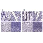 SPEF2 Antibody in Immunohistochemistry (IHC)