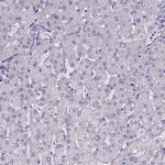 SPEF2 Antibody in Immunohistochemistry (IHC)