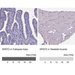 SPEF2 Antibody