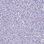 ADH7 Antibody in Immunohistochemistry (Paraffin) (IHC (P))