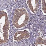 UFM1 Antibody in Immunohistochemistry (Paraffin) (IHC (P))