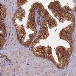 UFM1 Antibody in Immunohistochemistry (Paraffin) (IHC (P))