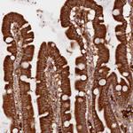 UFM1 Antibody in Immunohistochemistry (Paraffin) (IHC (P))