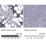 RhoG Antibody