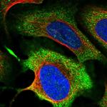 MICALCL Antibody in Immunocytochemistry (ICC/IF)