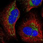 NDUFA12 Antibody in Immunocytochemistry (ICC/IF)