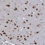 CMAS Antibody in Immunohistochemistry (Paraffin) (IHC (P))