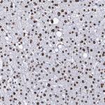 CMAS Antibody in Immunohistochemistry (Paraffin) (IHC (P))