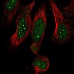 MED19 Antibody in Immunocytochemistry (ICC/IF)