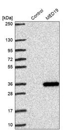 MED19 Antibody in Western Blot (WB)