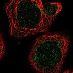 MRPL51 Antibody in Immunocytochemistry (ICC/IF)