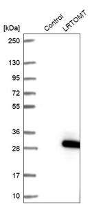 LRTOMT Antibody in Western Blot (WB)