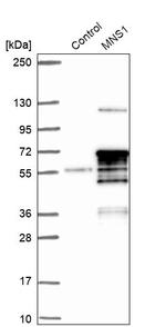 MNS1 Antibody in Western Blot (WB)