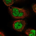 NPAL3 Antibody in Immunocytochemistry (ICC/IF)