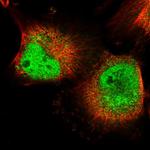 MPP8 Antibody in Immunocytochemistry (ICC/IF)