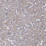 METTL4 Antibody in Immunohistochemistry (Paraffin) (IHC (P))