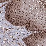 SFRS8 Antibody in Immunohistochemistry (Paraffin) (IHC (P))