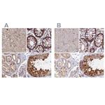 WDR61 Antibody in Immunohistochemistry (IHC)