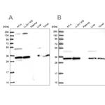 WDR61 Antibody in Western Blot (WB)