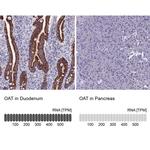 OAT Antibody