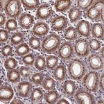 TMEM181 Antibody in Immunohistochemistry (Paraffin) (IHC (P))