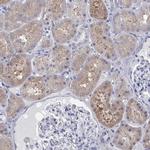 AOX1 Antibody in Immunohistochemistry (Paraffin) (IHC (P))