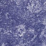 AOX1 Antibody in Immunohistochemistry (Paraffin) (IHC (P))