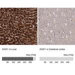 AOX1 Antibody in Immunohistochemistry (IHC)