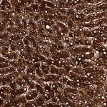 AOX1 Antibody in Immunohistochemistry (IHC)