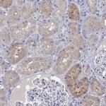 AOX1 Antibody in Immunohistochemistry (Paraffin) (IHC (P))