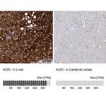 AOX1 Antibody in Immunohistochemistry (IHC)