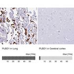 PLBD1 Antibody