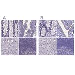 SPEF2 Antibody in Immunohistochemistry (IHC)