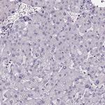 SPEF2 Antibody in Immunohistochemistry (IHC)