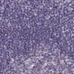 SPEF2 Antibody in Immunohistochemistry (IHC)