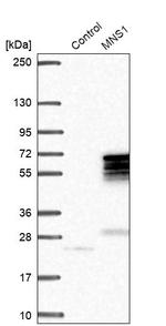 MNS1 Antibody in Western Blot (WB)