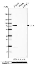 KLC2 Antibody